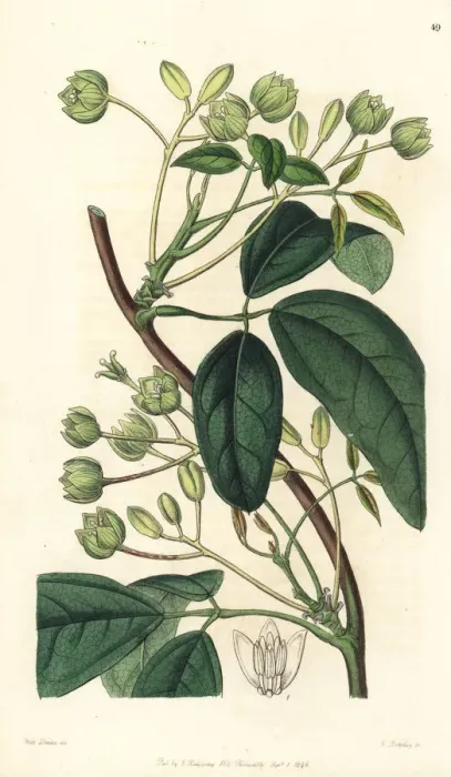 Framed Print : Sausage vine, Holboellia latifolia Framed Print : Sausage vine, Holboellia latifolia