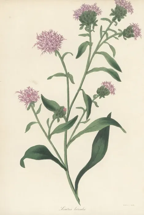 Framed Print : Savanna blazing star, Liatris scariosa Framed Print : Savanna blazing star, Liatris scariosa
