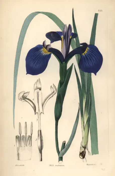Framed Print : Savannah iris or Bay Blue-flag iris, Iris tridentata Framed Print : Savannah iris or Bay Blue-flag iris, Iris tridentata