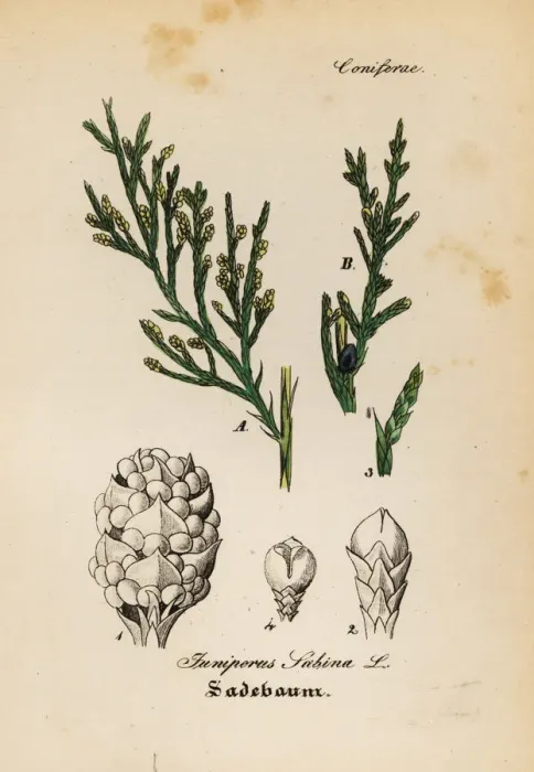 Framed Print : Savin juniper, Juniperus sabina Framed Print : Savin juniper, Juniperus sabina
