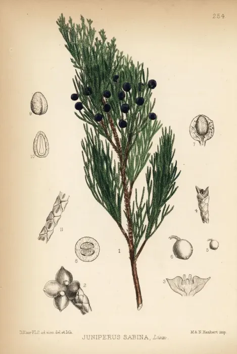 Framed Print : Savin juniper, Juniperus sabina Framed Print : Savin juniper, Juniperus sabina