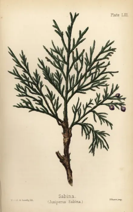 Framed Print : Savin juniper or sabina, Juniperus sabina Framed Print : Savin juniper or sabina, Juniperus sabina
