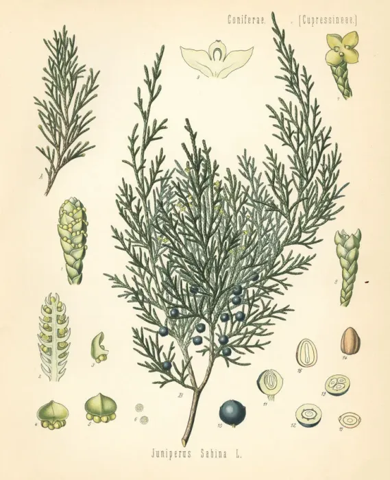 Framed Print : Savin juniper or savin, Juniperus sabina Framed Print : Savin juniper or savin, Juniperus sabina