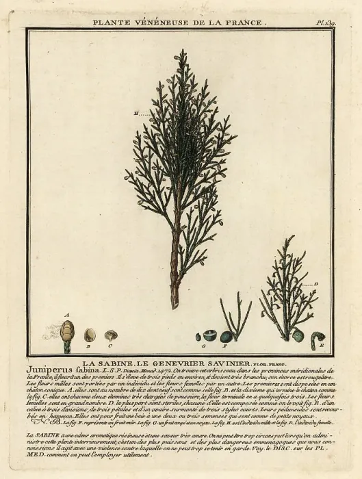 Framed Print : Savin juniper or savin, Juniperus sabina Framed Print : Savin juniper or savin, Juniperus sabina