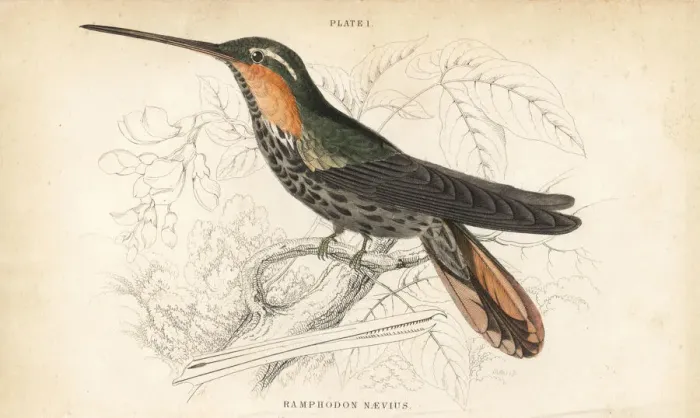 Framed Print : Saw-billed hermit, Ramphodon naevius Framed Print : Saw-billed hermit, Ramphodon naevius