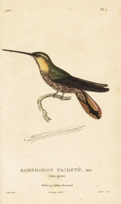 Framed Print : Saw-billed hermit, Ramphodon naevius Framed Print : Saw-billed hermit, Ramphodon naevius