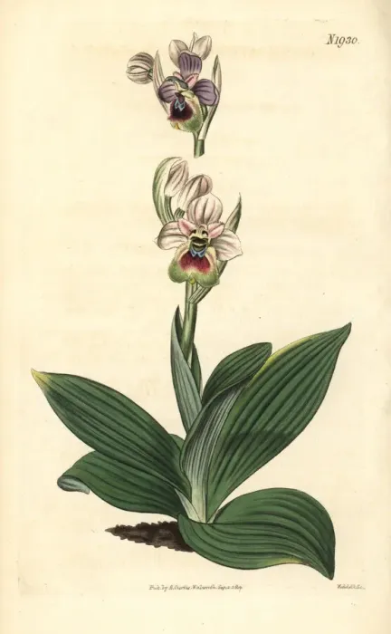 Framed Print : Saw-fly orchid, Ophrys tenthredinifera Framed Print : Saw-fly orchid, Ophrys tenthredinifera