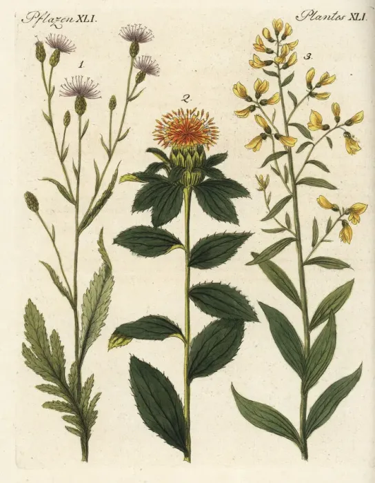 Framed Print : Saw-wort, safflower and dyers broom Framed Print : Saw-wort, safflower and dyers broom