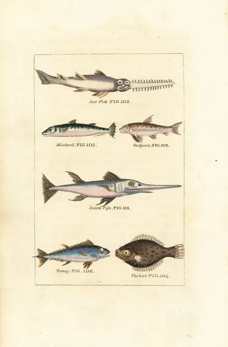 Framed Print : Sawfish, mackerel, swordfish, tuna, etc Framed Print : Sawfish, mackerel, swordfish, tuna, etc