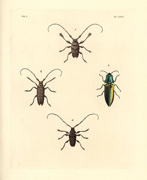 Sawyer, jewel and longhorn beetles