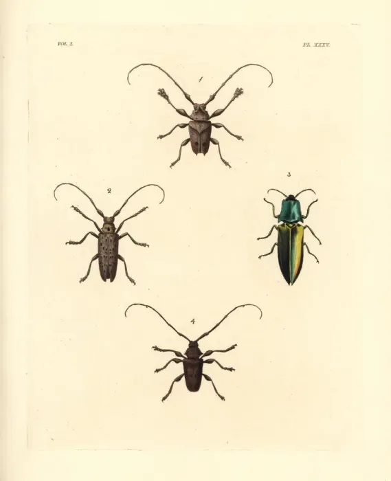 Framed Print : Sawyer, jewel and longhorn beetles Framed Print : Sawyer, jewel and longhorn beetles
