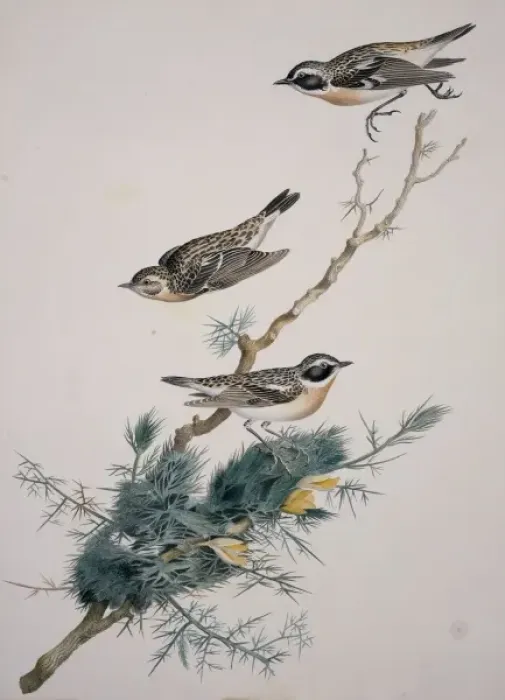 Framed Print : Saxicola rubetra, whinchat Framed Print : Saxicola rubetra, whinchat