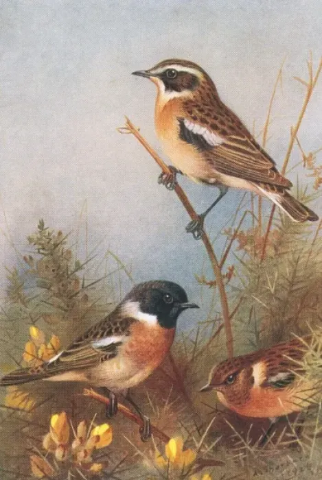 Framed Print : Saxicola rubetra, whinchat, Saxicola torquata, common stonec Framed Print : Saxicola rubetra, whinchat, Saxicola torquata, common stonec