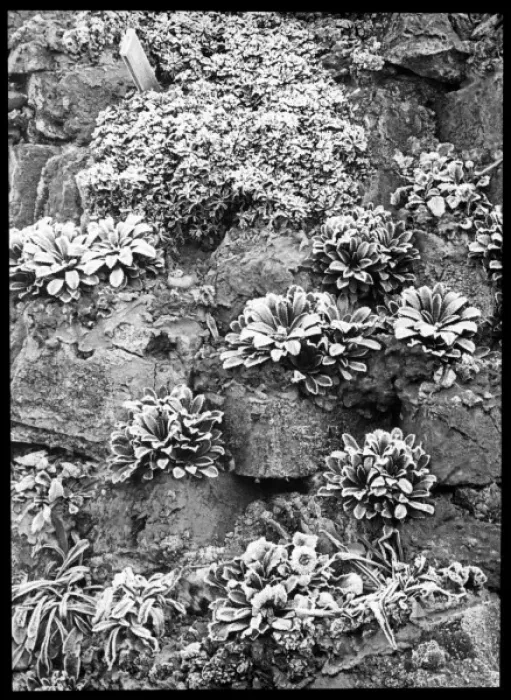 Framed Print : Saxifraga Andrewsii covered with frost Framed Print : Saxifraga Andrewsii covered with frost