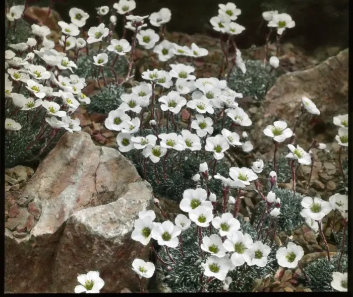 Framed Print : Saxifraga Burseriana Gloria Framed Print : Saxifraga Burseriana Gloria