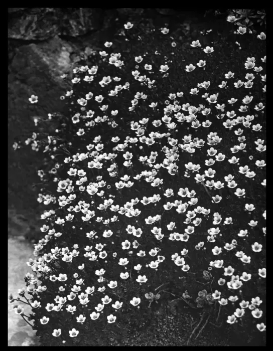 Framed Print : Saxifraga Cespitosa (Tufted Saxifrage) Framed Print : Saxifraga Cespitosa (Tufted Saxifrage)