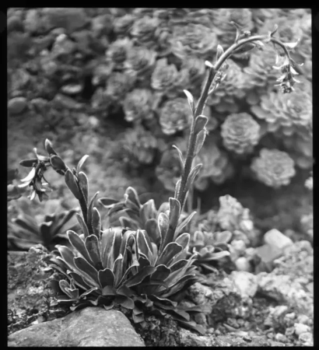 Framed Print : Saxifraga Cotyledon Pyramidalis Framed Print : Saxifraga Cotyledon Pyramidalis