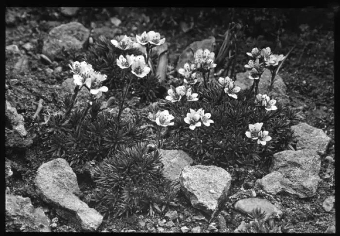 Framed Print : Saxifraga Elizabethe Framed Print : Saxifraga Elizabethe