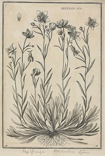 Saxifraga hirculus, Marsh saxifrage