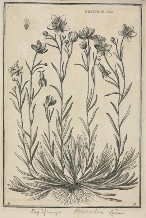 Framed Print : Saxifraga hirculus, Marsh saxifrage Framed Print : Saxifraga hirculus, Marsh saxifrage