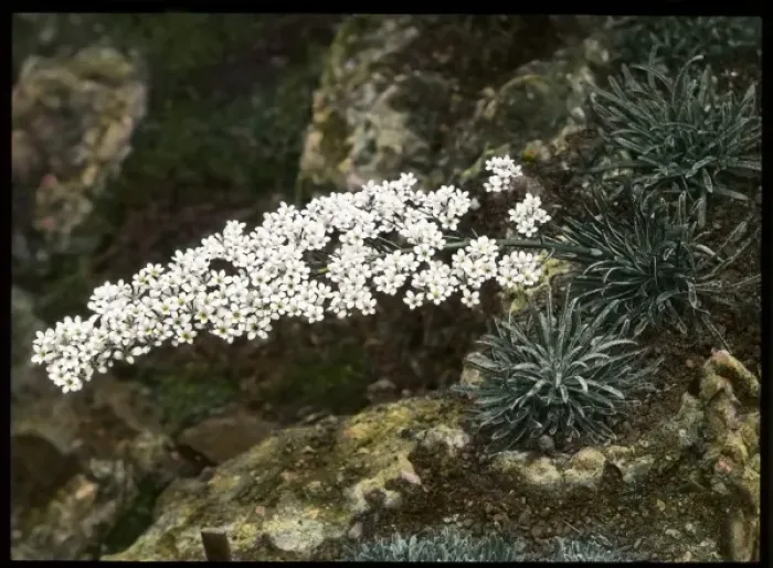 Framed Print : Saxifraga Lingulata in the Malby garden