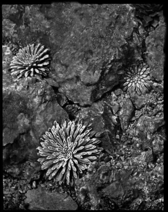 Framed Print : Saxifraga Longifolia Framed Print : Saxifraga Longifolia