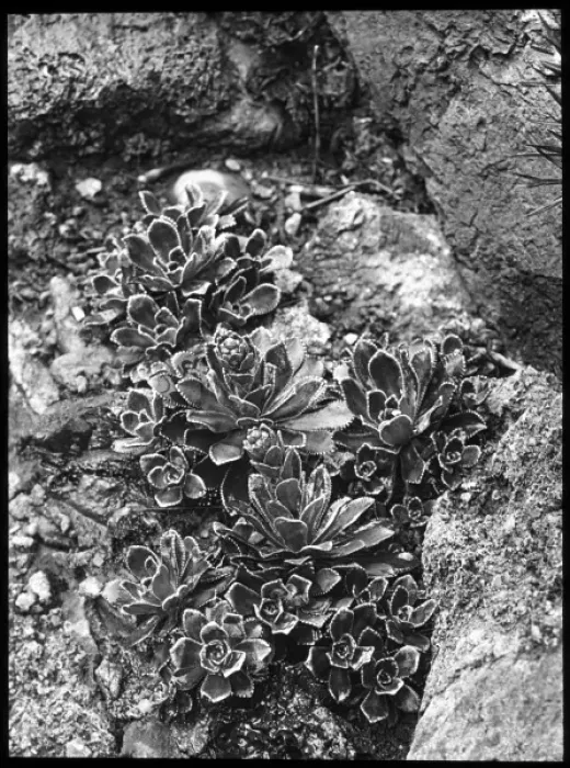 Framed Print : Saxifraga Macnabiana Framed Print : Saxifraga Macnabiana
