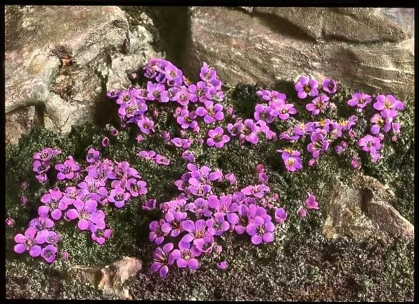 Saxifraga Oppositifolia