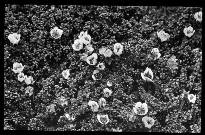 Framed Print : Saxifraga Oppositifolia Splendens Framed Print : Saxifraga Oppositifolia Splendens