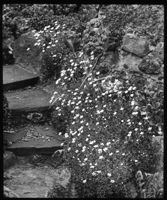 Framed Print : Saxifraga Palmata, growing by steps Framed Print : Saxifraga Palmata, growing by steps