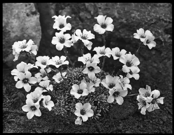 Framed Print : Saxifraga Suendermannii Framed Print : Saxifraga Suendermannii
