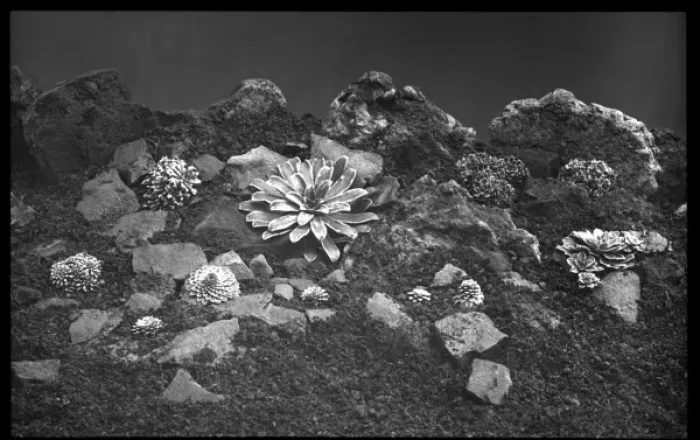 Framed Print : Saxifraga varieties in a rocky setting Framed Print : Saxifraga varieties in a rocky setting