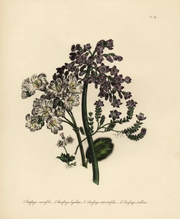 Framed Print : Saxifragus species Framed Print : Saxifragus species