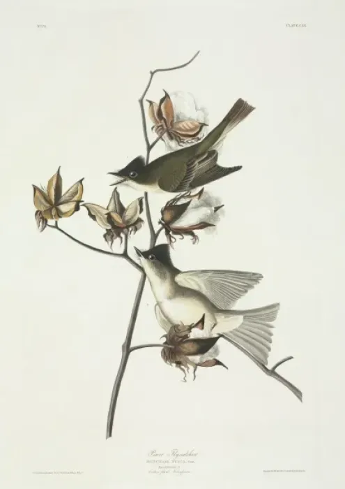 Framed Print : Sayornis phoebe, eastern phoebe Framed Print : Sayornis phoebe, eastern phoebe