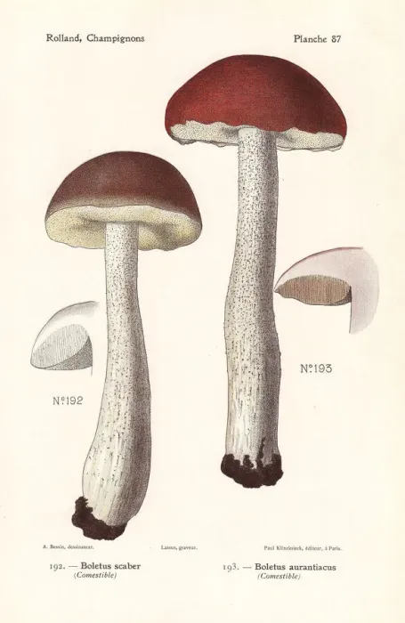 Framed Print : Scaber stalk mushrooms