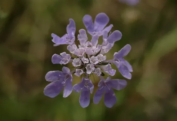 Framed Print : Scabiosa columbaria, scabious Framed Print : Scabiosa columbaria, scabious