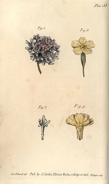 Scabious flower, Tetrandria, 1, 2, and primrose
