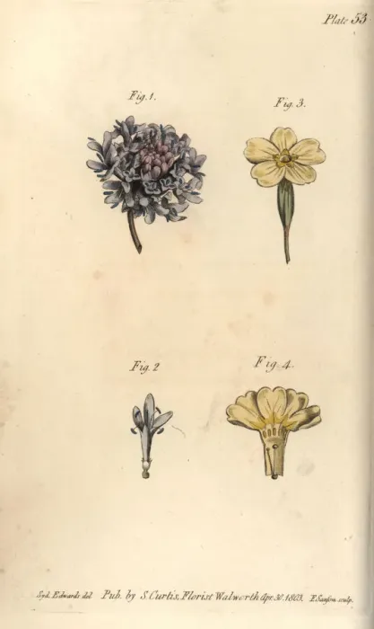 Framed Print : Scabious flower, Tetrandria, 1, 2, and primrose Framed Print : Scabious flower, Tetrandria, 1, 2, and primrose