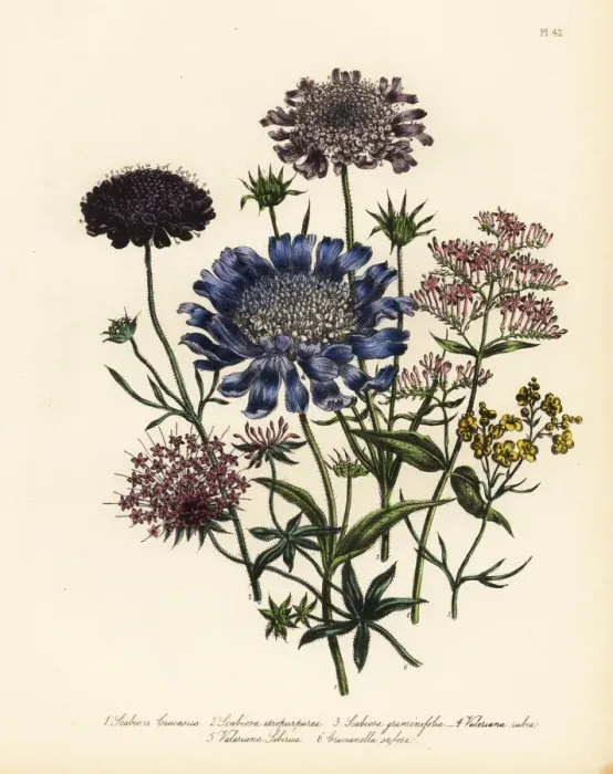 Framed Print : Scabious and valerian species Framed Print : Scabious and valerian species