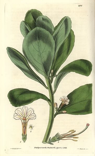 Scaevola koenigii, shrubby east-indian cabbage
