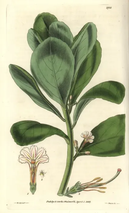 Framed Print : Scaevola koenigii, shrubby east-indian cabbage Framed Print : Scaevola koenigii, shrubby east-indian cabbage