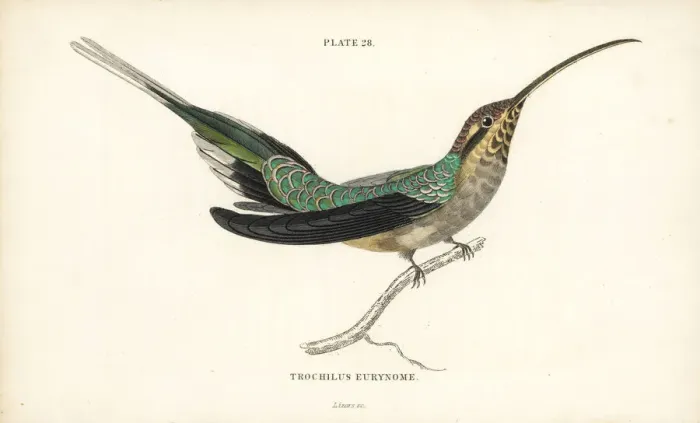 Framed Print : Scale-throated hermit, Phaethornis eurynome Framed Print : Scale-throated hermit, Phaethornis eurynome