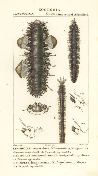 Framed Print : Scaleworms or segmented worms Framed Print : Scaleworms or segmented worms