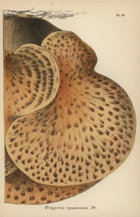 Framed Print : Scaly polypore, Polyporus squamosus