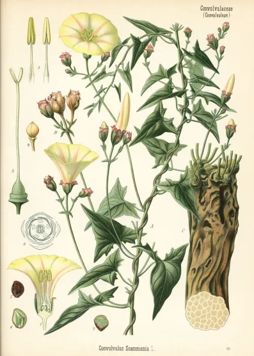 Framed Print : Scammony bindweed, Convolvulus scammonia Framed Print : Scammony bindweed, Convolvulus scammonia
