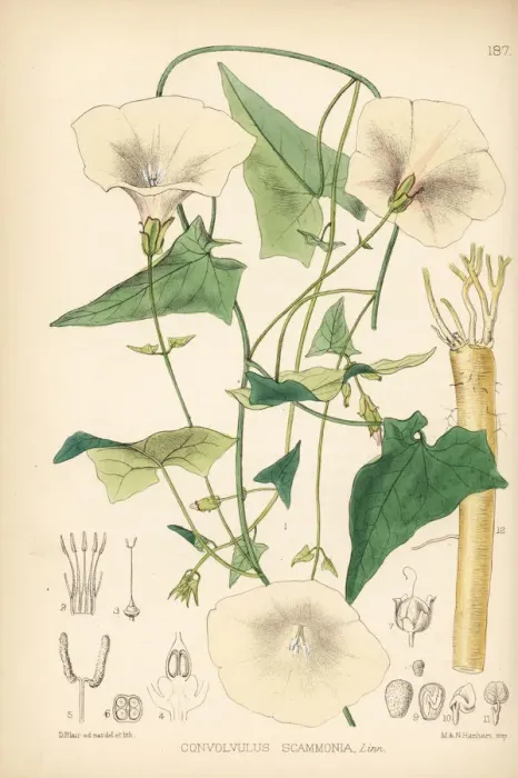 Framed Print : Scammony, Convolvulus scammonia Framed Print : Scammony, Convolvulus scammonia