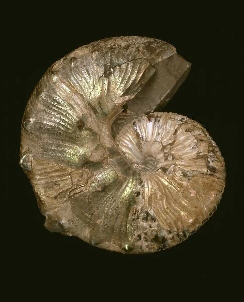 Scaphites nodosus, ammonite