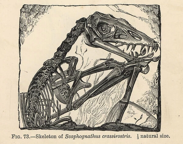 Scaphognathus crassirostris skeleton