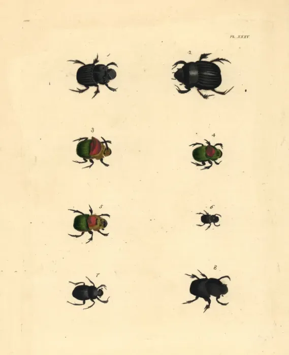 Framed Print : Scarab beetles Framed Print : Scarab beetles