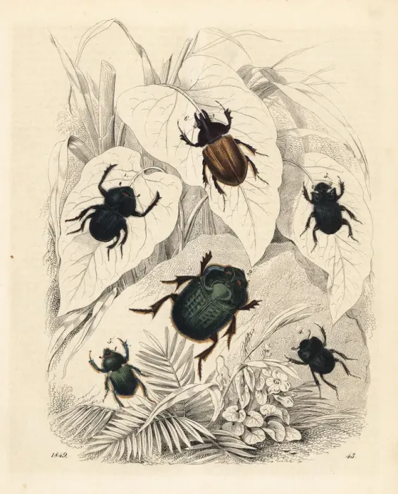 Framed Print : Scarab and dung beetles Framed Print : Scarab and dung beetles